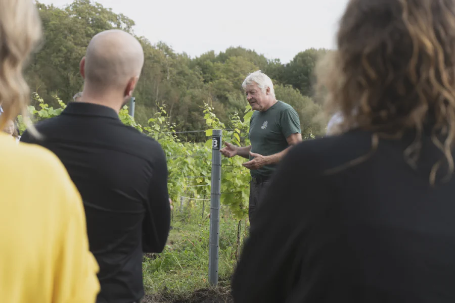 Vin og tapas serveret efter rundvisning på Guldbæk Vingård