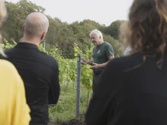 Vin og tapas serveret efter rundvisning på Guldbæk Vingård
