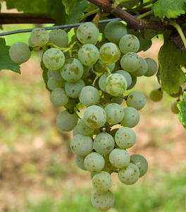 Cabernet Blanc